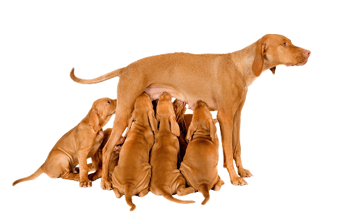 Perra con cachorros lactantes, Ferox apto para perras gestantes y en lactancia