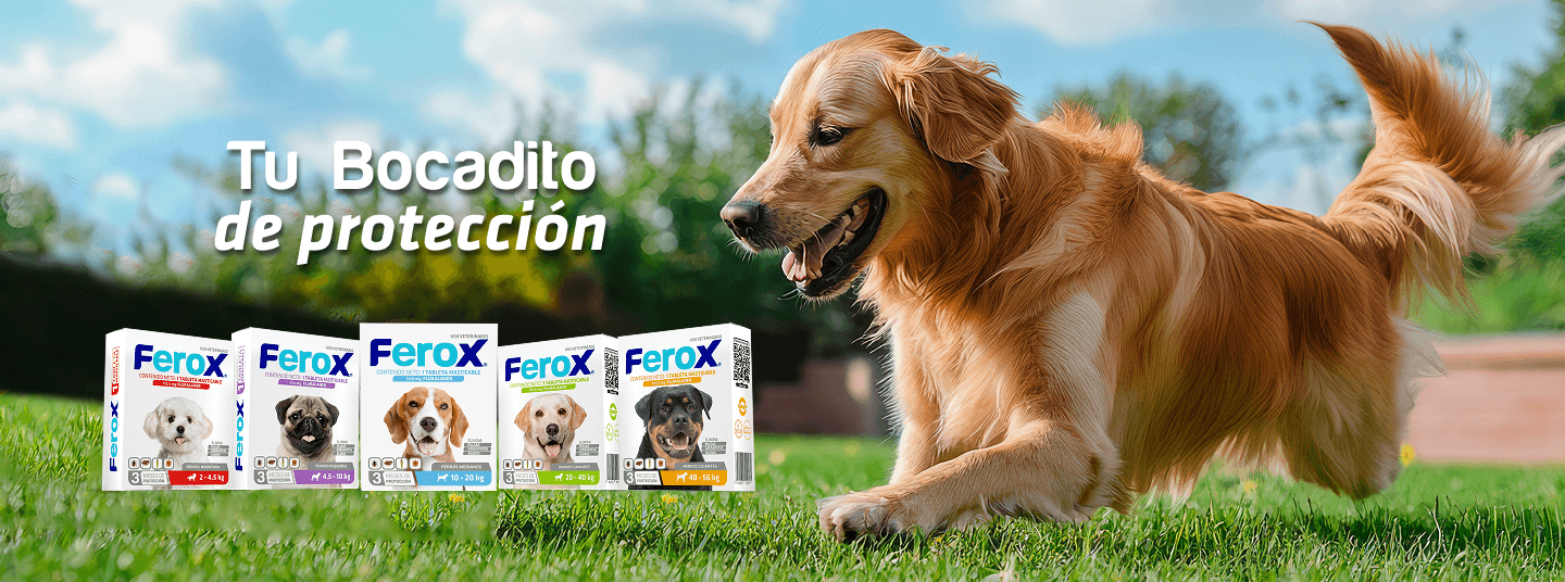 Perro Golden Retriever corriendo protegido con antiparasitario Ferox y las cinco presentaciones masticables